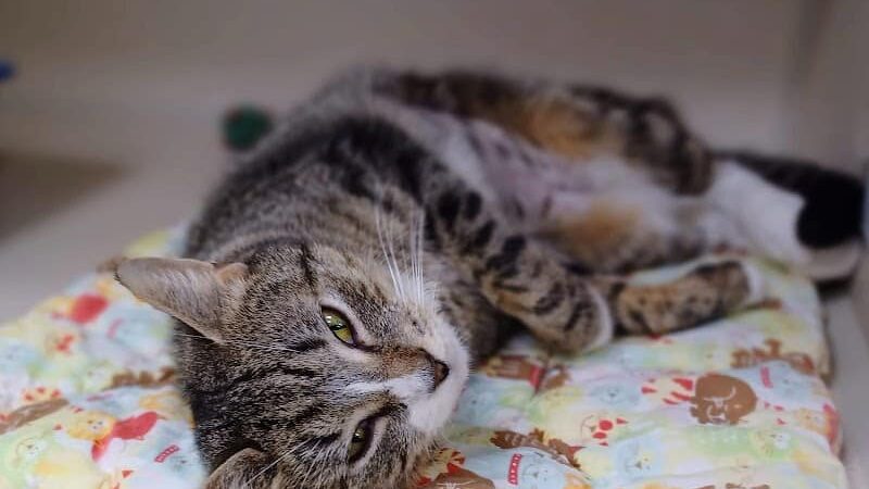 Protectors of Animals - East Hartford, CT