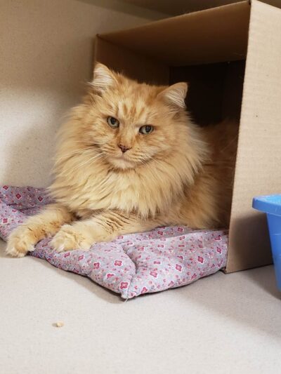 Protectors of Animals - East Hartford, CT