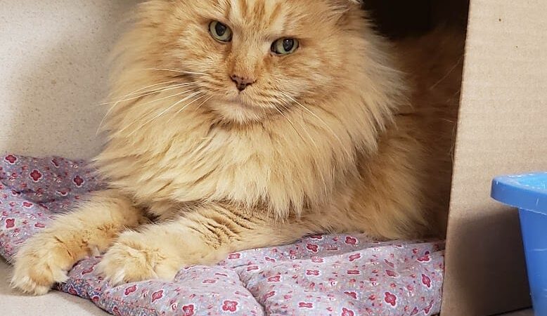 Protectors of Animals - East Hartford, CT