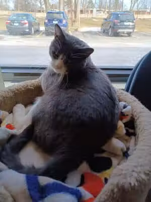 Protectors of Animals - East Hartford, CT