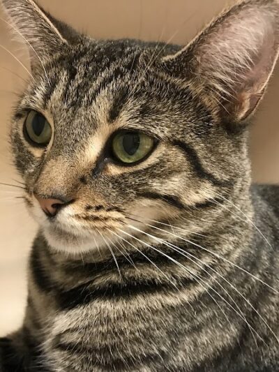 Protectors of Animals - East Hartford, CT