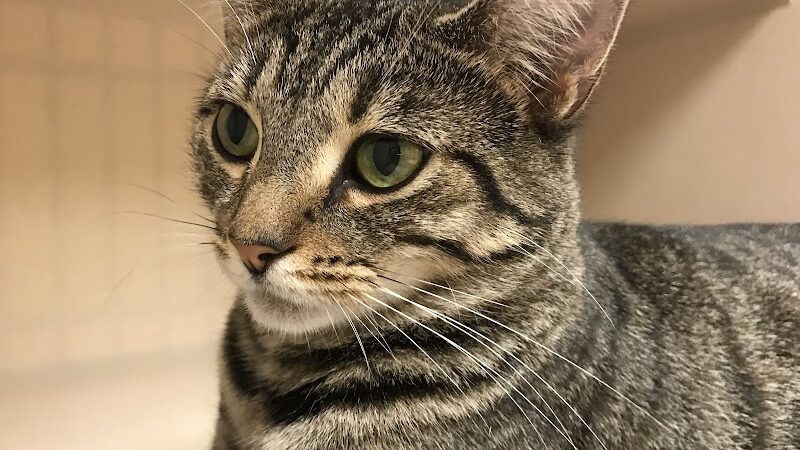 Protectors of Animals - East Hartford, CT