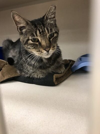 Protectors of Animals - East Hartford, CT