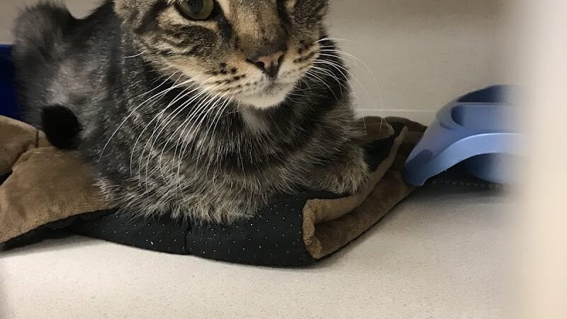 Protectors of Animals - East Hartford, CT