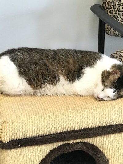 Protectors of Animals - East Hartford, CT