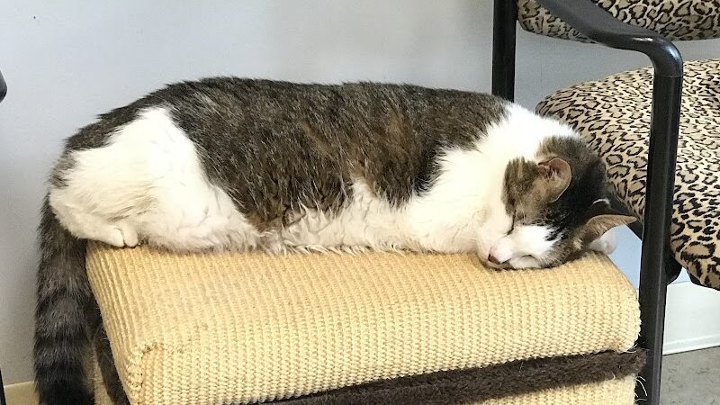 Protectors of Animals - East Hartford, CT