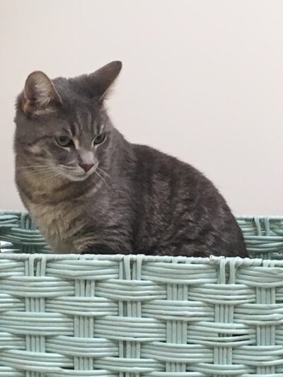 Protectors of Animals - East Hartford, CT