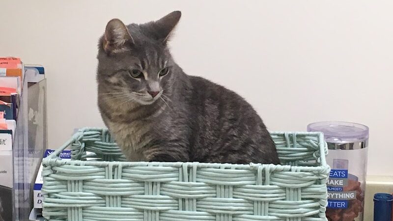 Protectors of Animals - East Hartford, CT