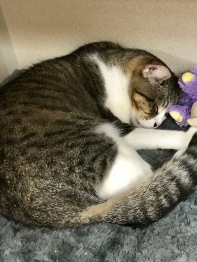 Protectors of Animals - East Hartford, CT