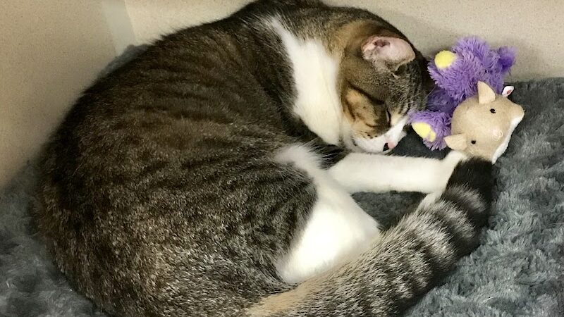 Protectors of Animals - East Hartford, CT