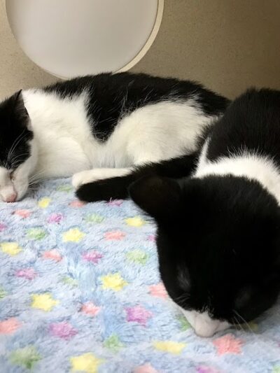 Protectors of Animals - East Hartford, CT