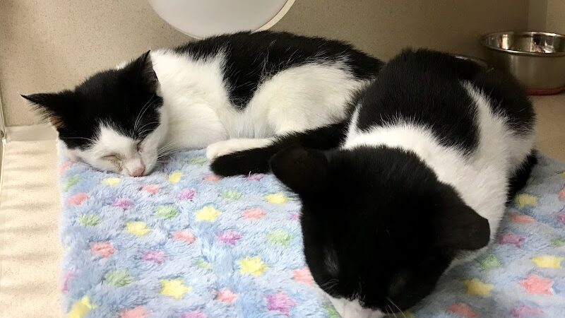 Protectors of Animals - East Hartford, CT