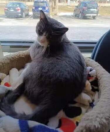 Protectors of Animals - East Hartford, CT