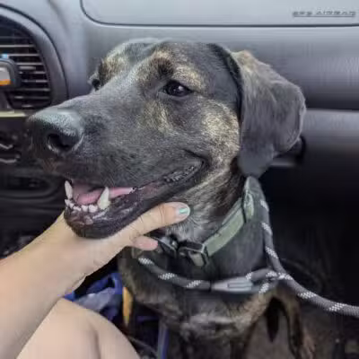 Pack Leaders Rescue of CT - East Hartford, CT