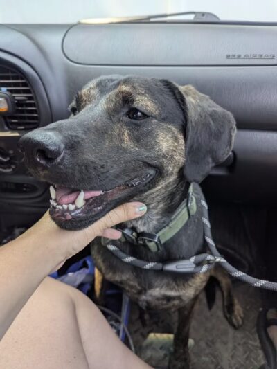 Pack Leaders Rescue of CT - East Hartford, CT