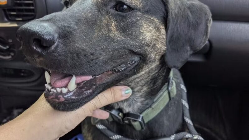 Pack Leaders Rescue of CT - East Hartford, CT