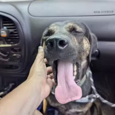 Pack Leaders Rescue of CT - East Hartford, CT