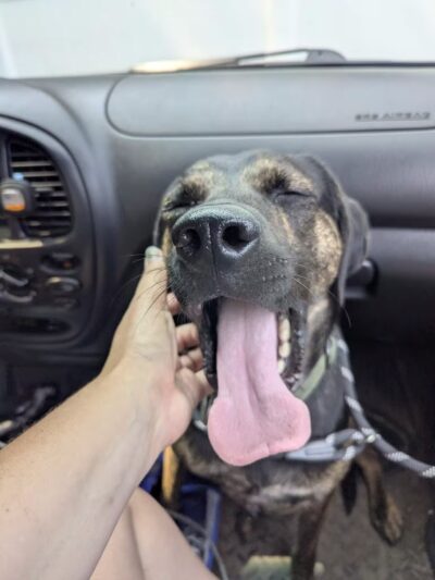 Pack Leaders Rescue of CT - East Hartford, CT