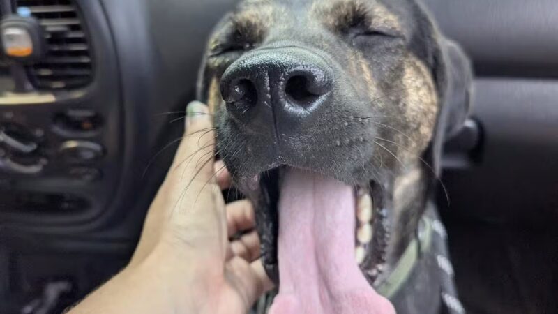 Pack Leaders Rescue of CT - East Hartford, CT