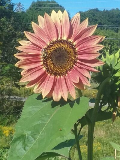 East Machias - East Machias, ME