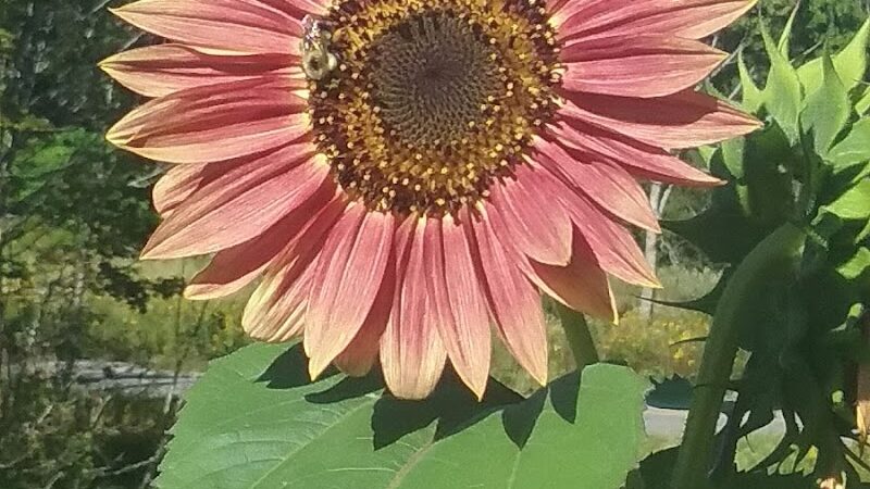 East Machias - East Machias, ME