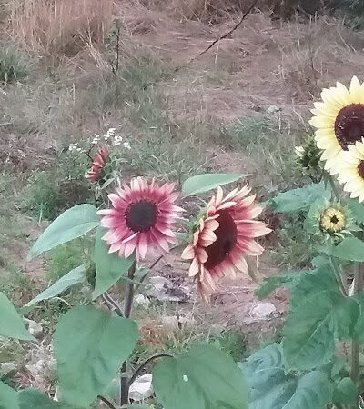 East Machias - East Machias, ME