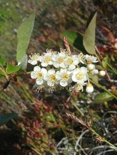 East Machias - East Machias, ME