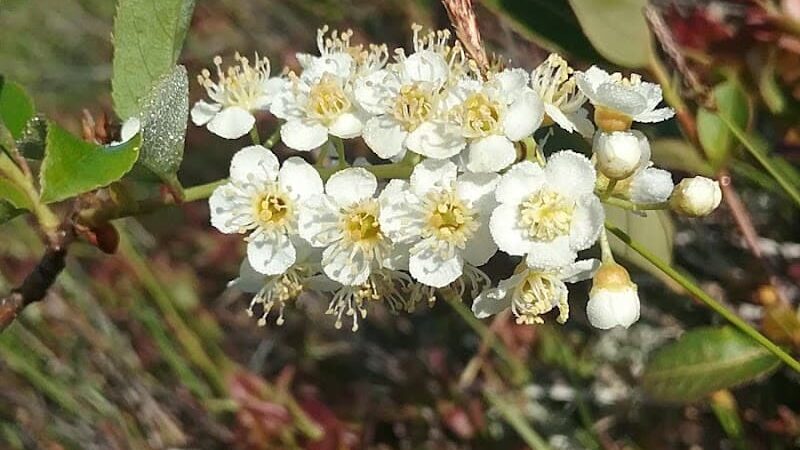 East Machias - East Machias, ME