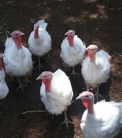 East Machias - East Machias, ME