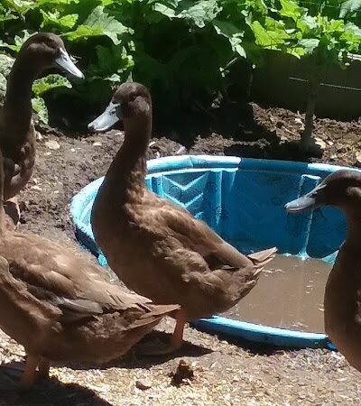 East Machias - East Machias, ME