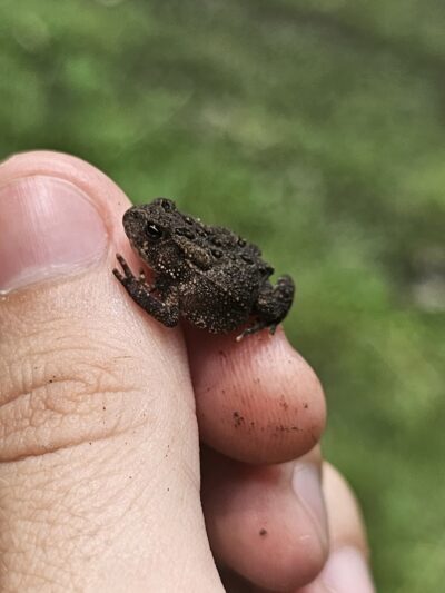 Wiman Park - East Moline, IL