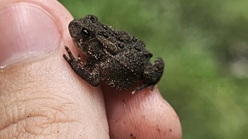 Wiman Park - East Moline, IL