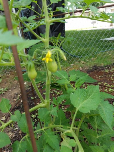 Wiman Park - East Moline, IL