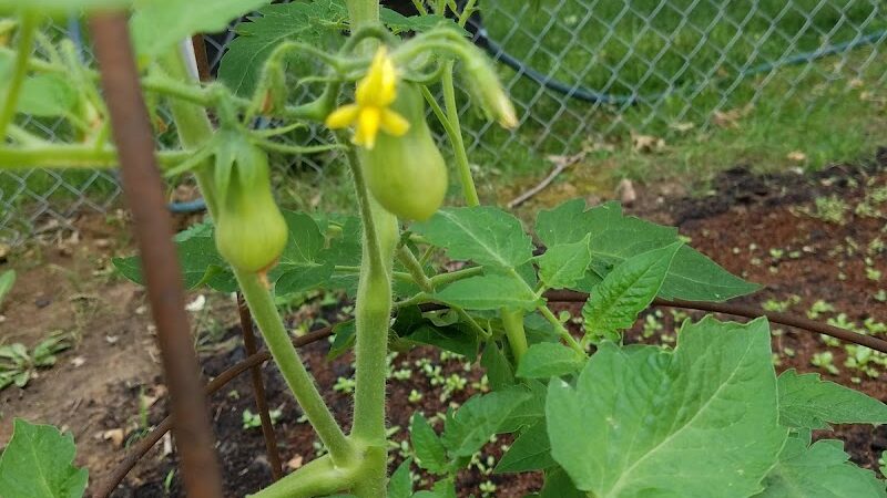 Wiman Park - East Moline, IL