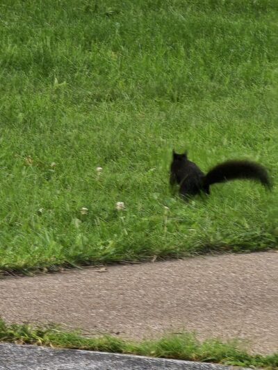 Wiman Park - East Moline, IL