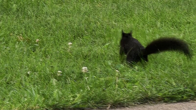 Wiman Park - East Moline, IL