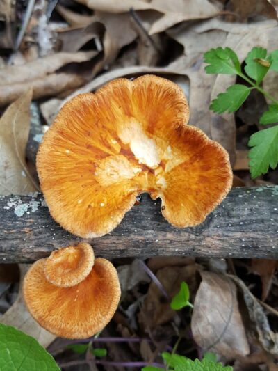 Wiman Park - East Moline, IL