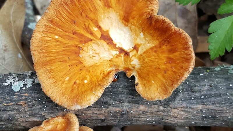 Wiman Park - East Moline, IL