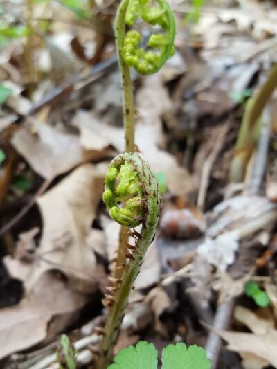 Wiman Park - East Moline, IL