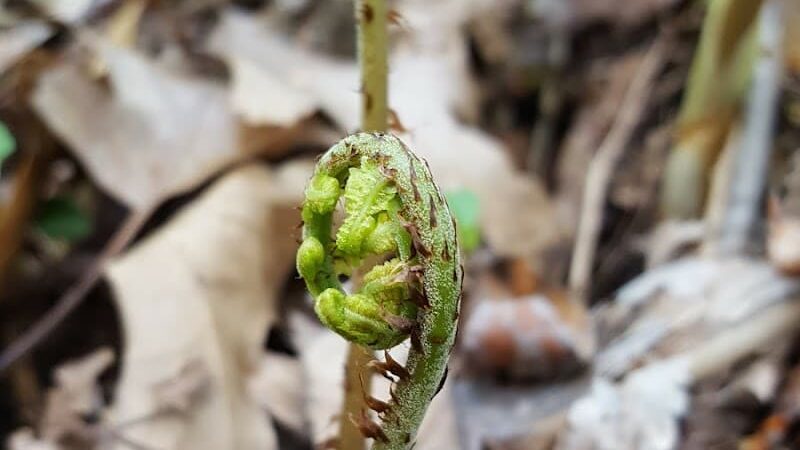 Wiman Park - East Moline, IL