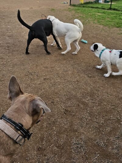 East Ridge Dog Park - East Ridge, TN