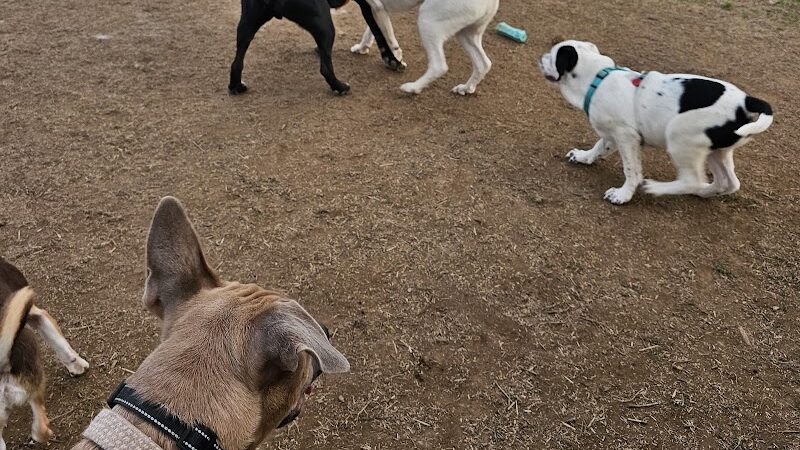 East Ridge Dog Park - East Ridge, TN