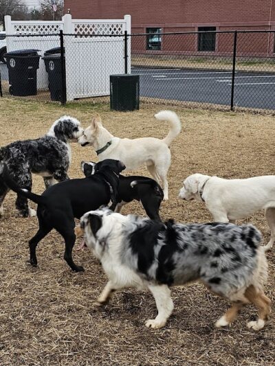 East Ridge Dog Park - East Ridge, TN