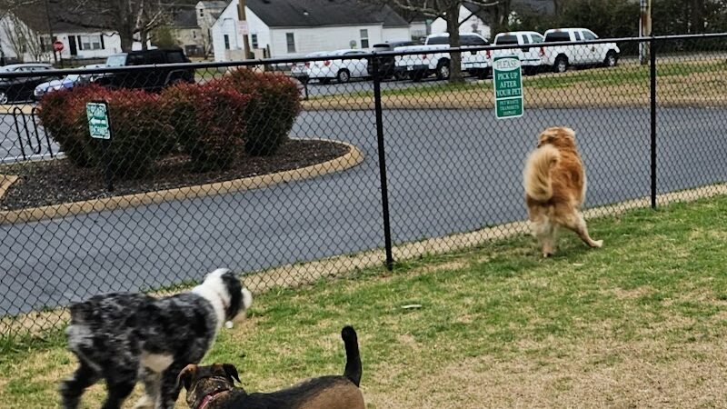 East Ridge Dog Park - East Ridge, TN