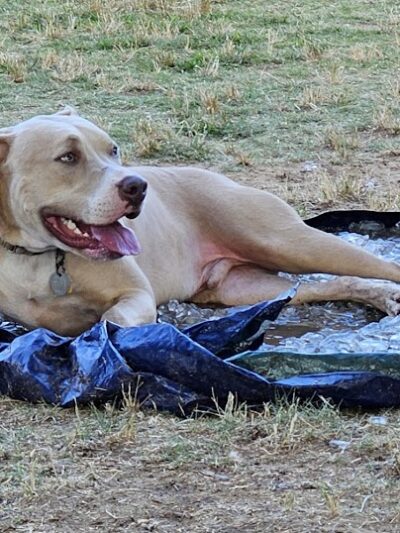 East Ridge Dog Park - East Ridge, TN