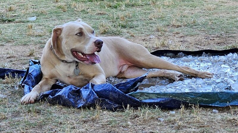East Ridge Dog Park - East Ridge, TN