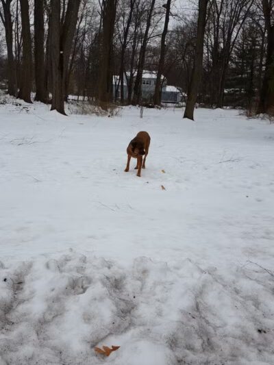 Bear Brook - East Windsor, NJ