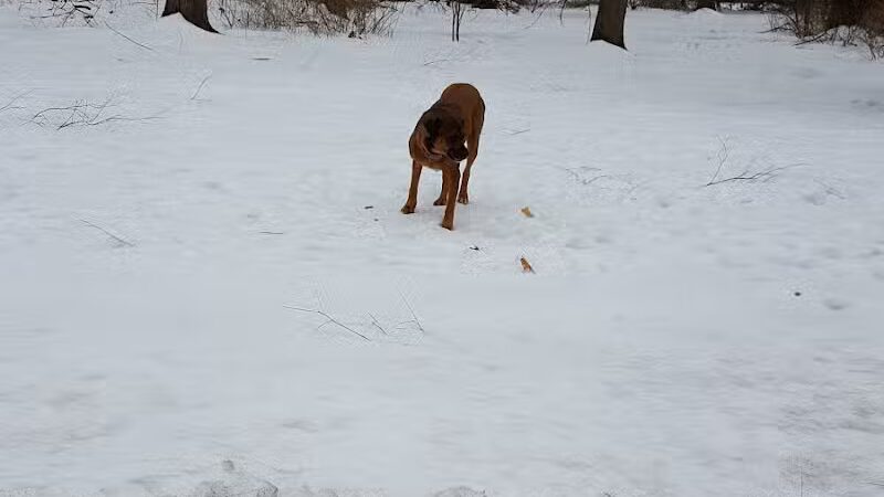 Bear Brook - East Windsor, NJ