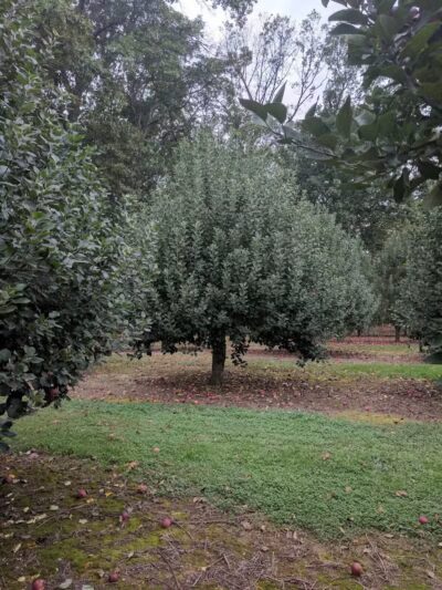 Bear Brook - East Windsor, NJ