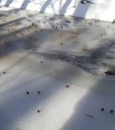 Bear Brook - East Windsor, NJ